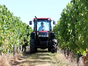 Use of the vine tyre